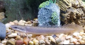 bichir 001.jpg