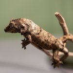pi-chahoua-for-sale.jpg