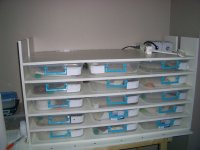 leopard geckos 001.jpg