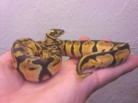 FEMALE PASTEL.jpg