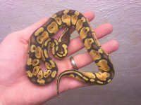 FEMALE PASTEL 2.jpg