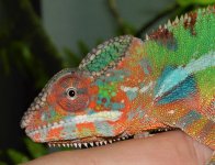 DSC_0167.jpg
