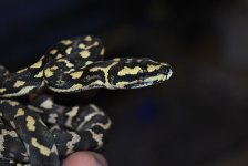 DSC_0775.jpg