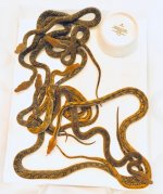 Female Wholesale Animals.jpg