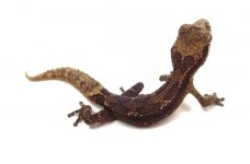 pygmy_panther_gecko_baby_28.jpg