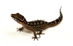 stumpffi_gecko_7_.jpg