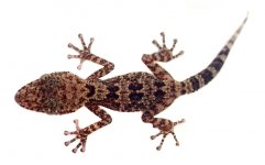 nbg_gecko_639.jpg