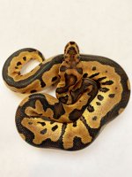 female clown 115gr.jpg