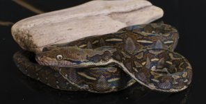 male halmahera 9.jpg
