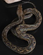 male halmahera 9 pic 3.jpg
