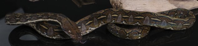 male halmahera 9 pic 2.jpg