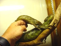 solomon skink and mom 3-29.jpg