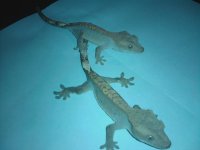 old gecko.jpg