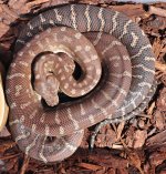 Bredli_female_03w.jpg