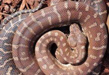 Bredli_female_02w.jpg