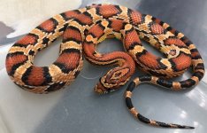 #9 norm 68g male.jpg