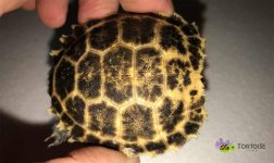 forstens-tortoise-for-sale.jpg