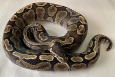 F-019-GHIPHPD-2016-Female.jpg