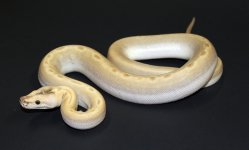 Hypo Green 2019 2.jpg