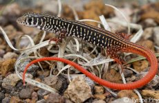 Nucras Ornata.jpg