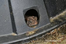 toad_2019_01.jpg