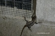 fence_lizard_03_2019_01.jpg