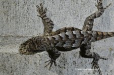 fence_lizard_03_2019_02.jpg