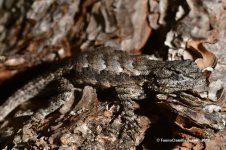 fence_lizard_03_2019_03.jpg