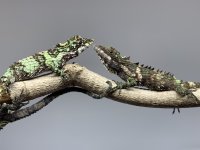 IMG_8454.JPG