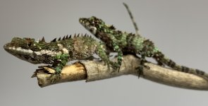 IMG_9636.JPG