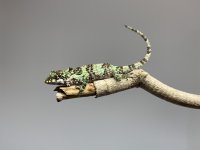 IMG_8441.JPG