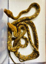 1.1 Double Het Albino Anthrax Group 2.jpg