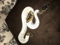 pied snake (2).jpg