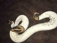 pied snake 3.jpg