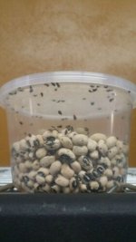 beanbeetle.jpg