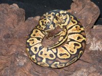 Pastel Nanny ♂ 2.jpg