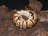 Nanny Enchi Pastel WhiteOut (3).jpg