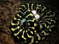 Sylvia_on_eggs.jpg Sylvia_on_eggs.jpg