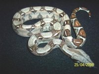 Snake #21  F.jpg
