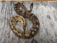 2018 male enchi pied 2.jpg