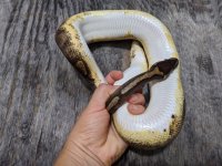 2018 male enchi pied 3.jpg