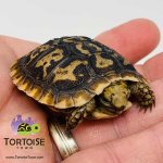 baby-pancake-tortoise.jpg