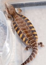 Arti_babi_6-29-20_02w.jpg