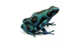 dendrobates_auratus_el_cope_joshs_frogs_poison_dart_frog_for_sale_side_white_1.jpg