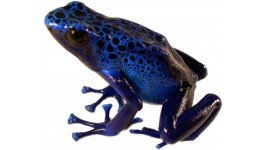 petfrogsdartfrogsjoshsfrogs.jpg