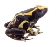 dendrobates_tinctorius_alanis_f1_-_dyeing_poison_arrow_frog_3__2.jpg