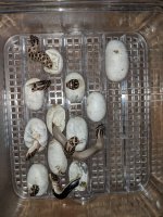 IMG_20180608_052901.jpg
