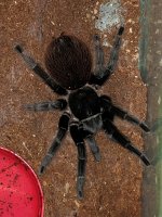 Tlitocatl vagans #2.jpg Tlitocatl vagans #2.jpg