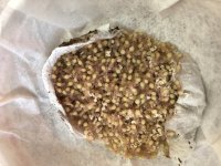 T vagans #2 egg sac (6-2020).jpg T vagans #2 egg sac (6-2020).jpg