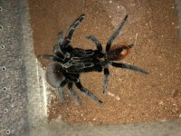 Tiltocatl vagans #5.jpg Tiltocatl vagans #5.jpg